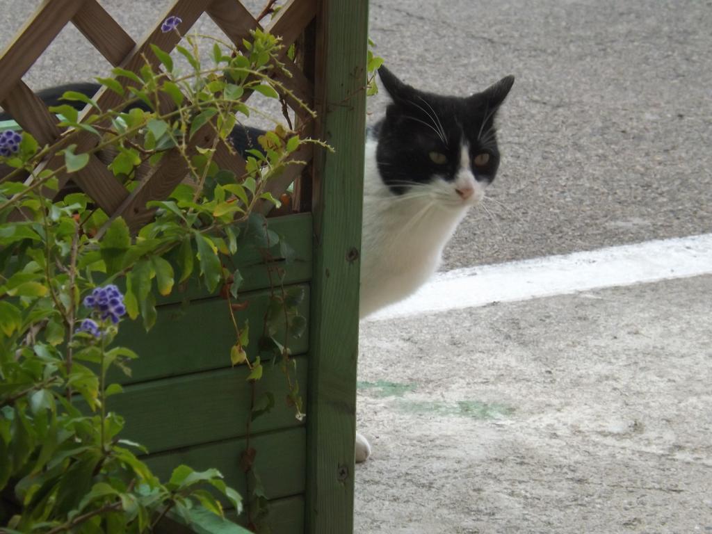 B&B Il Gatto Pescatore Stintino Esterno foto