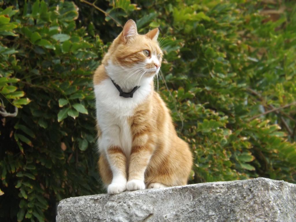 B&B Il Gatto Pescatore Stintino Esterno foto